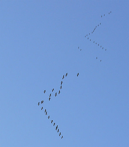 flock-meaning